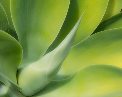Picture of CALIFORNIA-SAN DIEGO CLOSE UP OF AN AGAVE PLANT (AGAVACEAE)