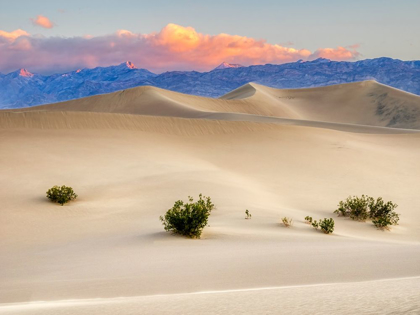 Picture of CALIFORNIA DEATH VALLEY NATIONAL PARK-MESQUITE FLAT SAND DUNES