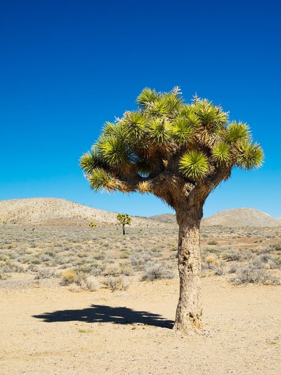 Picture of CALIFORNIA JOSHUA TREES