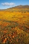 Picture of CALIFORNIA FIELDS OF CALIFORNIA POPPY-GOLDFIELDS WITH CLOUDS-ANTELOPE VALLEY