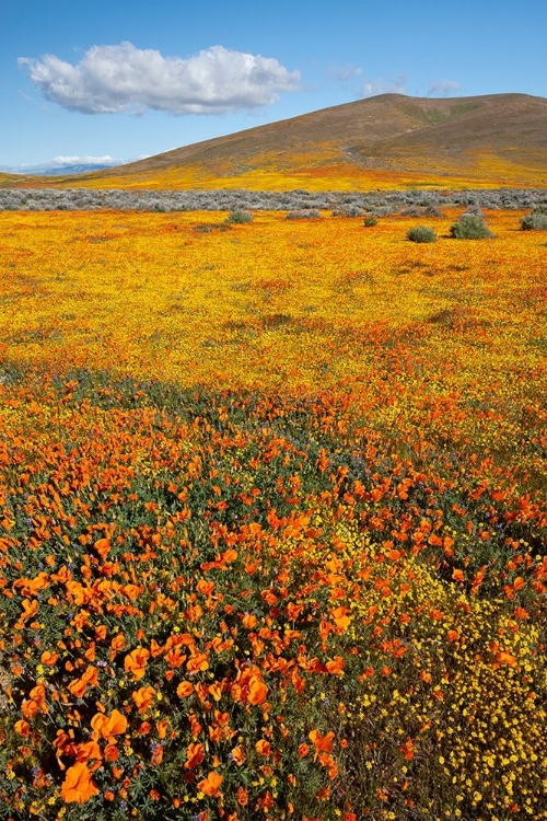 Picture of CALIFORNIA FIELDS OF CALIFORNIA POPPY-GOLDFIELDS WITH CLOUDS-ANTELOPE VALLEY