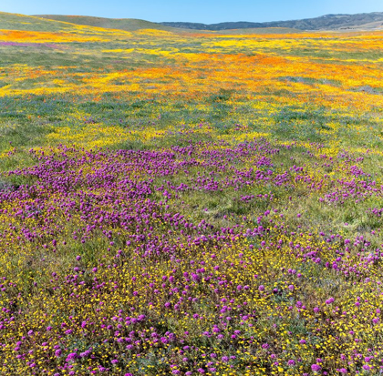 Picture of CALIFORNIA FIELDS OF CALIFORNIA POPPY-GOLDFIELDS-OWLS CLOVER-ANTELOPE VALLEY