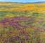 Picture of CALIFORNIA FIELDS OF CALIFORNIA POPPY-GOLDFIELDS-OWLS CLOVER-ANTELOPE VALLEY