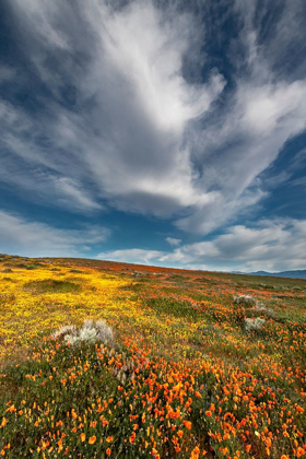 Picture of CALIFORNIA FIELDS OF CALIFORNIA POPPY-GOLDFIELDS WITH CLOUDS-ANTELOPE VALLEY