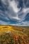 Picture of CALIFORNIA FIELDS OF CALIFORNIA POPPY-GOLDFIELDS WITH CLOUDS-ANTELOPE VALLEY