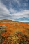 Picture of CALIFORNIA FIELDS OF CALIFORNIA POPPY-GOLDFIELDS WITH CLOUDS-ANTELOPE VALLEY