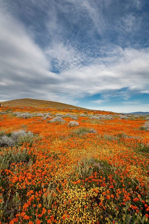 Picture of CALIFORNIA FIELDS OF CALIFORNIA POPPY-GOLDFIELDS WITH CLOUDS-ANTELOPE VALLEY