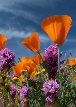 Picture of CALIFORNIA CALIFORNIA POPPY-GOLDFIELDS-OWLS CLOVER AGAINST THE SKY-ANTELOPE VALLEY