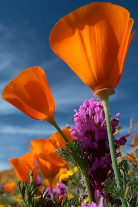 Picture of CALIFORNIA CALIFORNIA POPPY-GOLDFIELDS-AND OWLS CLOVER-ANTELOPE VALLEY CALIFORNIA POPPY RESERVE