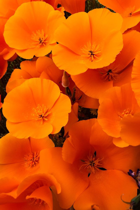 Picture of CALIFORNIA CALIFORNIA POPPY DETAIL-ANTELOPE VALLEY