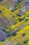 Picture of CALIFORNIA COMMON HILLSIDE DAISY AND PHACELIA-CARRIZO PLAIN NATIONAL MONUMENT