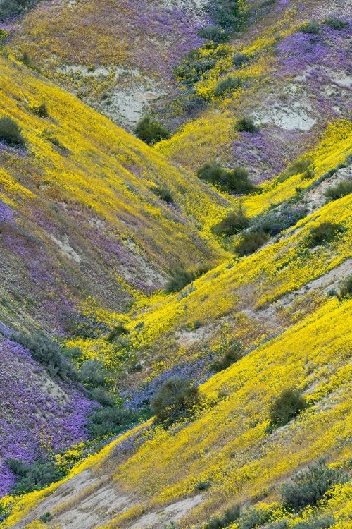 Picture of CALIFORNIA COMMON HILLSIDE DAISY AND PHACELIA-CARRIZO PLAIN NATIONAL MONUMENT