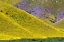 Picture of CALIFORNIA COMMON HILLSIDE DAISY AND PHACELIA-CARRIZO PLAIN NATIONAL MONUMENT