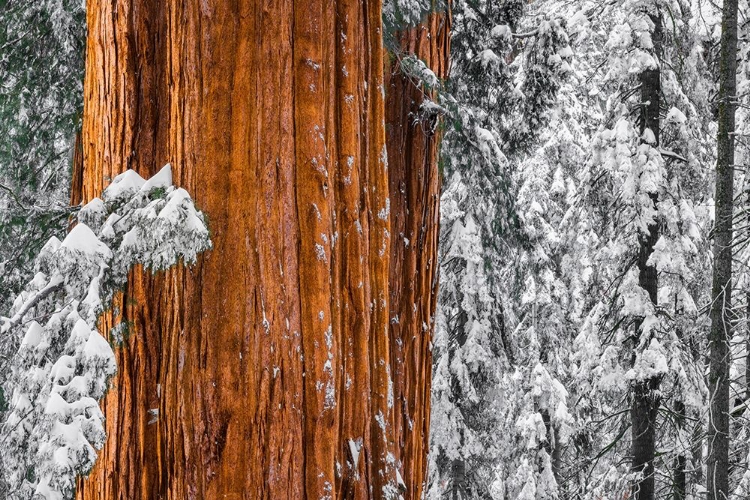 Picture of GIANT SEQUOIA IN THE CONGRESS GROVE IN WINTER-GIANT FOREST-SEQUOIA NATIONAL PARK-CALIFORNIA-USA