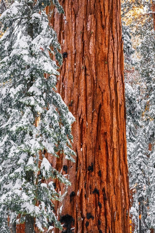 Picture of GIANT SEQUOIA IN THE CONGRESS GROVE IN WINTER-GIANT FOREST-SEQUOIA NATIONAL PARK-CALIFORNIA-USA