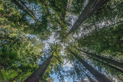Picture of CALIFORNIA-HUMBOLDT REDWOODS STATE PARK-BERNARD WILLET AND MARY WILLET GROVE-COAST REDWOOD TREES