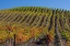 Picture of CALIFORNIA-SONOMA WINE COUNTRY WITH ROWS OF GRAPES DURING AUTUMN