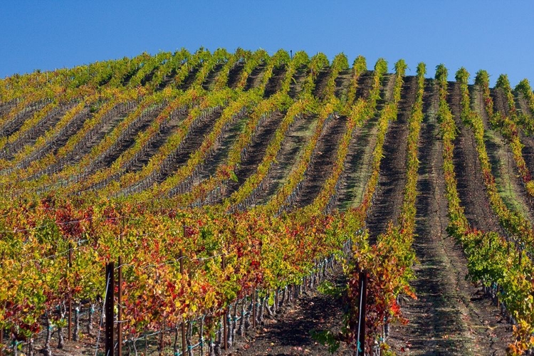 Picture of CALIFORNIA-SONOMA WINE COUNTRY WITH ROWS OF GRAPES DURING AUTUMN