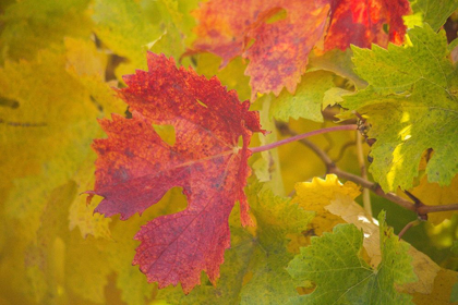Picture of SONOMA-CALIFORNIA FALL COLORS ON GRAPE LEAVES