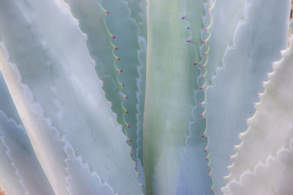 Picture of CALIFORNIA-SAN FRANCISCO-GOLDEN GATE PARK AND THE CONSERVATORY OF FLOWERS WITH GREY TONED CACTUS