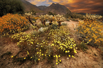 Picture of DESERT WILDFLOWER BLOOM AT ANZA BORREGO PARK IN CALIFORNIA