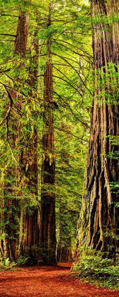 Picture of VERTICAL PANORAMIC OF GIANT REDWOOD TREES IN REDWOOD NATIONAL PARK-CALIFORNIA