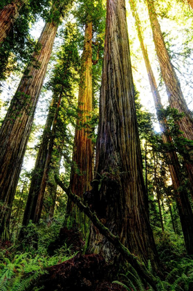 Picture of THE TALLEST TREES IN THE WORLD IN REDWOOD NATIONAL PARK IN CALIFORNIA