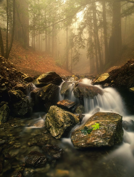 Picture of A STREAM MEANDERS THROUGH A FOG FILLED VALLEY ON COASTAL CALIFORNIA NEAR BIG SUR