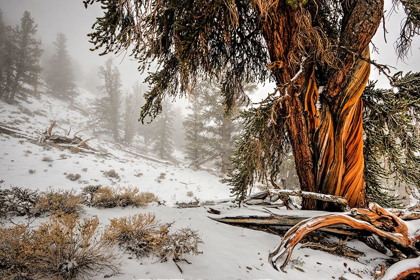 Picture of WINTER SNOW ON THE WHITE MOUNTAIN BRISTLECONES IN NORTHERN CALIFORNIA