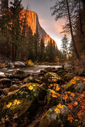Picture of FALL ALONG MERCED RIVER IN YOSEMITE NATIONAL PARK-CALIFORNIA