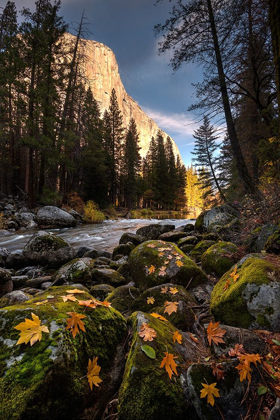 Picture of AUTUMN ALONG MERCED RIVER IN YOSEMITE NATIONAL PARK-CALIFORNIA