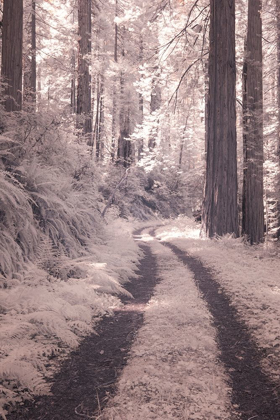 Picture of CALIFORNIA REDWOOD NATIONAL PARK-INFRARED OF REDWOOD FOREST ALONG THE OLD PACIFIC HIGHWAY