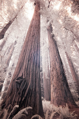 Picture of CALIFORNIA REDWOOD NATIONAL PARK-INFRARED OF REDWOOD FOREST