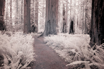 Picture of CALIFORNIA REDWOOD NATIONAL PARK-INFRARED OF REDWOOD FOREST ALONG HIKING TRAIL
