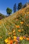 Picture of CALIFORNIA POPPIES YOSEMITE VALLEY UNESCO WORLD HERITAGE SITE-CALIFORNIA