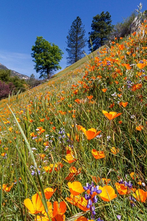 Picture of CALIFORNIA POPPIES YOSEMITE VALLEY UNESCO WORLD HERITAGE SITE-CALIFORNIA