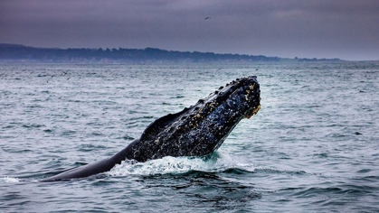 Picture of HUMPBACK WHALE BREACHING MONTEREY BAY-CALIFORNIA-USA