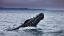 Picture of HUMPBACK WHALE BREACHING MONTEREY BAY-CALIFORNIA-USA