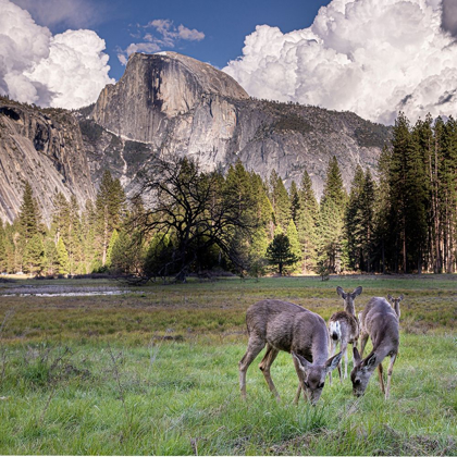 Picture of DEER IN THE YOSEMITE VALLEY HALF DOME IN THE BACKGROUND UNESCO WORLD HERITAGE SITE-CALIFORNIA