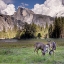 Picture of DEER IN THE YOSEMITE VALLEY HALF DOME IN THE BACKGROUND UNESCO WORLD HERITAGE SITE-CALIFORNIA