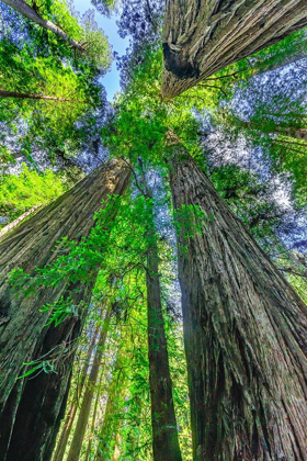 Picture of GREEN TOWERING TREE-REDWOODS NATIONAL PARK-NEWTON B DRURY DRIVE-CRESCENT CITY-CALIFORNIA 