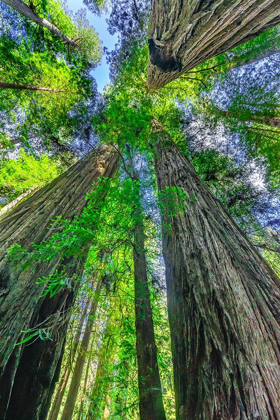 Picture of GREEN TOWERING TREE-REDWOODS NATIONAL PARK-NEWTON B DRURY DRIVE-CRESCENT CITY-CALIFORNIA 