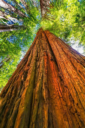 Picture of GREEN TOWERING TREE-REDWOODS NATIONAL PARK-NEWTON B DRURY DRIVE-CRESCENT CITY-CALIFORNIA 