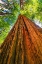 Picture of GREEN TOWERING TREE-REDWOODS NATIONAL PARK-NEWTON B DRURY DRIVE-CRESCENT CITY-CALIFORNIA 