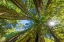 Picture of SUN SHINING THROUGH TOWERING TREE-REDWOODS NATIONAL PARK-NEWTON B DRURY DRIVE-CRESCENT CITY