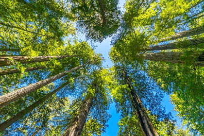 Picture of GREEN TOWERING TREE-REDWOODS NATIONAL PARK-NEWTON B DRURY DRIVE-CRESCENT CITY-CALIFORNIA