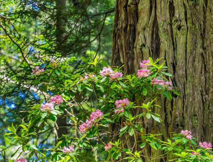 Picture of GREEN TOWERING TREES-PINK RHODODENDRON-LADY BIRD JOHNSON GROVE-REDWOODS NATIONAL PARK-CALIFORNIA