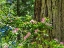 Picture of GREEN TOWERING TREES-PINK RHODODENDRON-LADY BIRD JOHNSON GROVE-REDWOODS NATIONAL PARK-CALIFORNIA