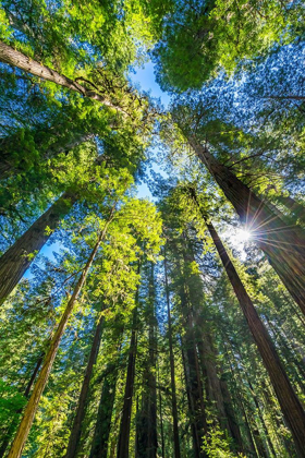 Picture of SUN SHINING THROUGH TOWERING TREE-REDWOODS NATIONAL PARK-NEWTON B DRURY DRIVE-CRESCENT CITY