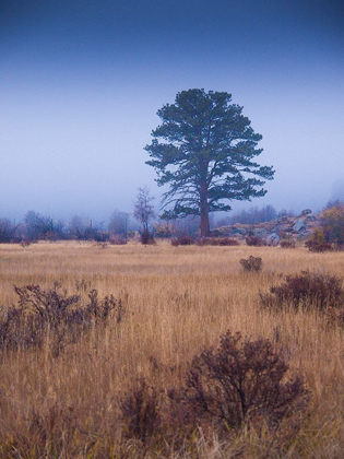Picture of LONE TREE IN FOGGY FIELD-ROCKY MOUNTAIN NATIONAL PARK-COLORADO-USA